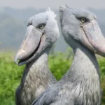 Shoebill Bird Watching Uganda