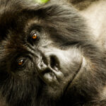 Can You Trek Gorillas Year-Round in Uganda?