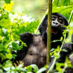 What to Do When Gorilla Permits Are Sold Out in Uganda
