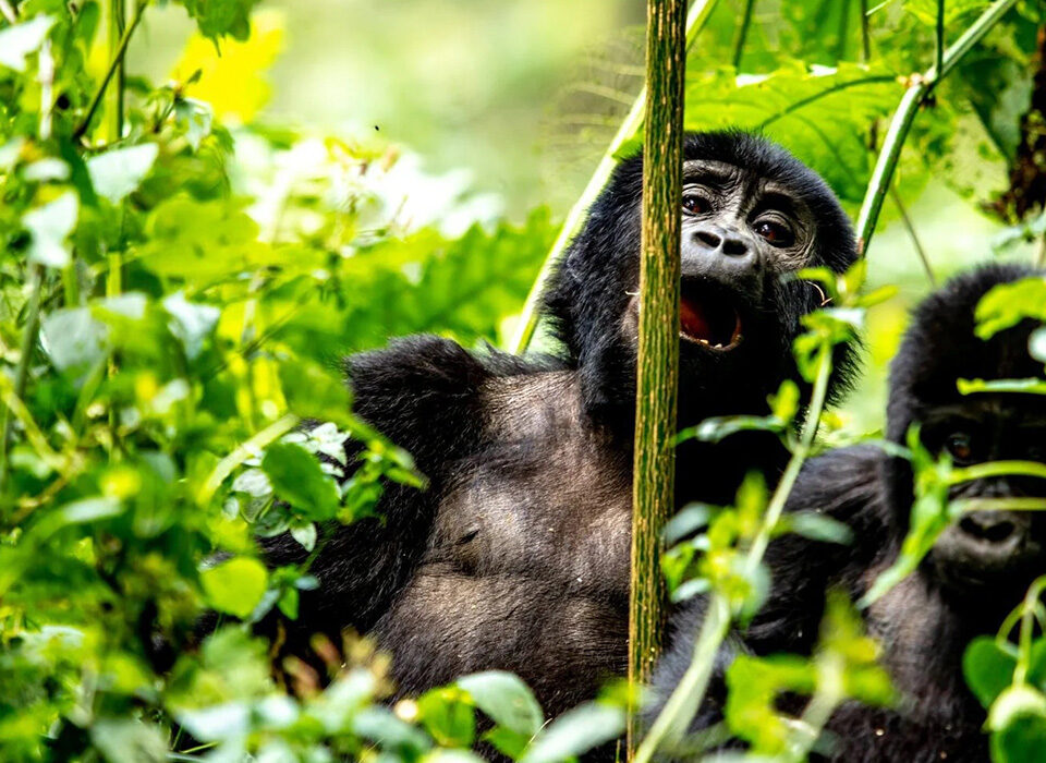 What to Do When Gorilla Permits Are Sold Out in Uganda
